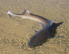 Mustelus mustelus