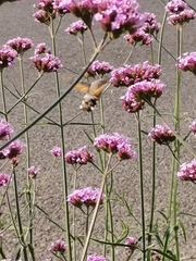 Macroglossum stellatarum