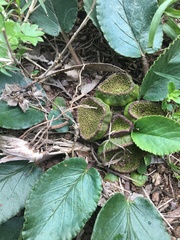 Dorstenia brasiliensis