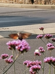 Macroglossum stellatarum
