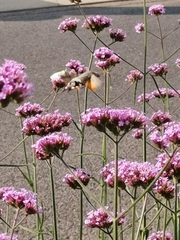 Macroglossum stellatarum