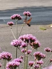 Macroglossum stellatarum