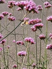 Macroglossum stellatarum