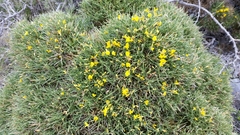 Genista acanthoclada