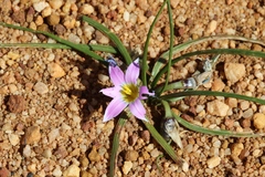 Romulea minutiflora