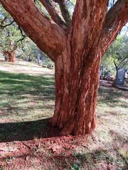 Jacaranda mimosifolia