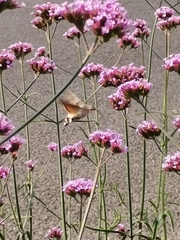 Macroglossum stellatarum