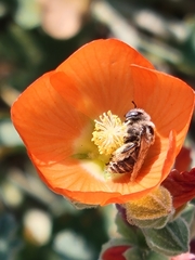 Sphaeralcea munroana