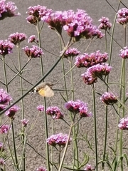 Macroglossum stellatarum