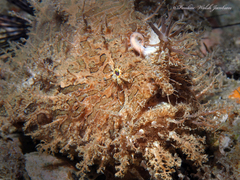 Antennarius scaber