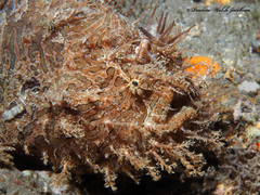Antennarius scaber
