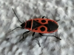 Pyrrhocoris apterus