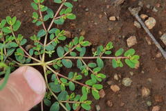 Euphorbia inaequilatera