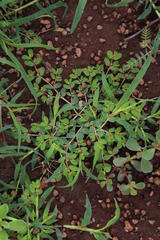 Euphorbia inaequilatera