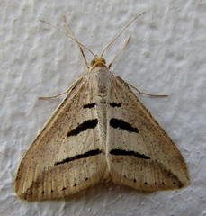 Chiasmia subcurvaria