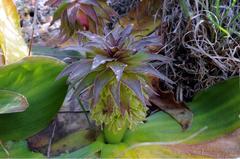 Eucomis regia