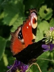 Aglais io