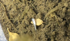 Poecilia latipinna