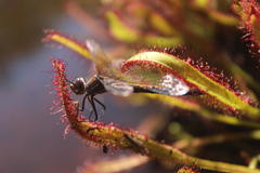 Syncordulia gracilis