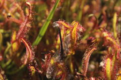 Syncordulia gracilis