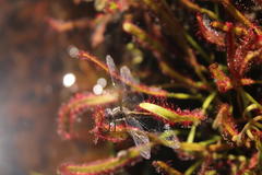 Syncordulia gracilis