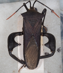 Anoplocnemis curvipes