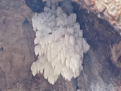 Hericium americanum