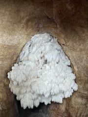 Hericium americanum