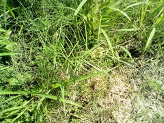 Asclepias linearis