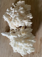 Hericium americanum