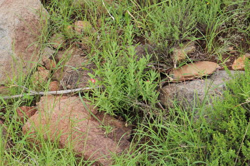 Delosperma multiflorum (Delosperma multiflorum)