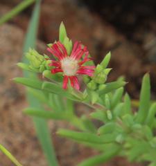 Delosperma multiflorum