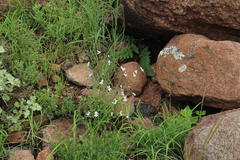 Jamesbrittenia filicaulis