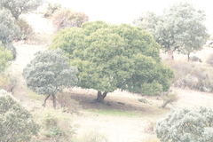 Acer monspessulanum