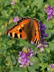 Aglais urticae
