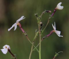 Jamesbrittenia filicaulis