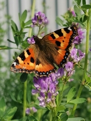 Aglais urticae