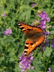 Aglais urticae