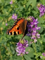 Aglais urticae