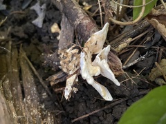Loweomyces fractipes
