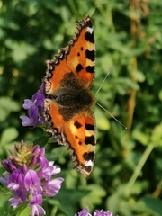 Aglais urticae
