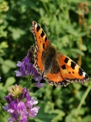 Aglais urticae