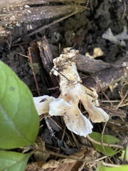 Loweomyces fractipes