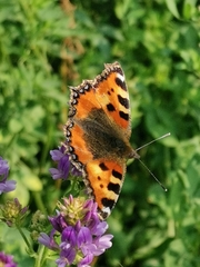 Aglais urticae