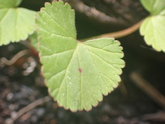 Pelargonium grossularioides