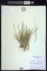 Festuca filiformis
