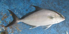 Seriola rivoliana