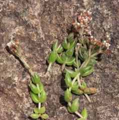 Crassula lanuginosa lanuginosa