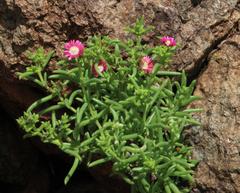 Delosperma multiflorum