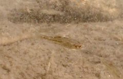 Oregonichthys crameri